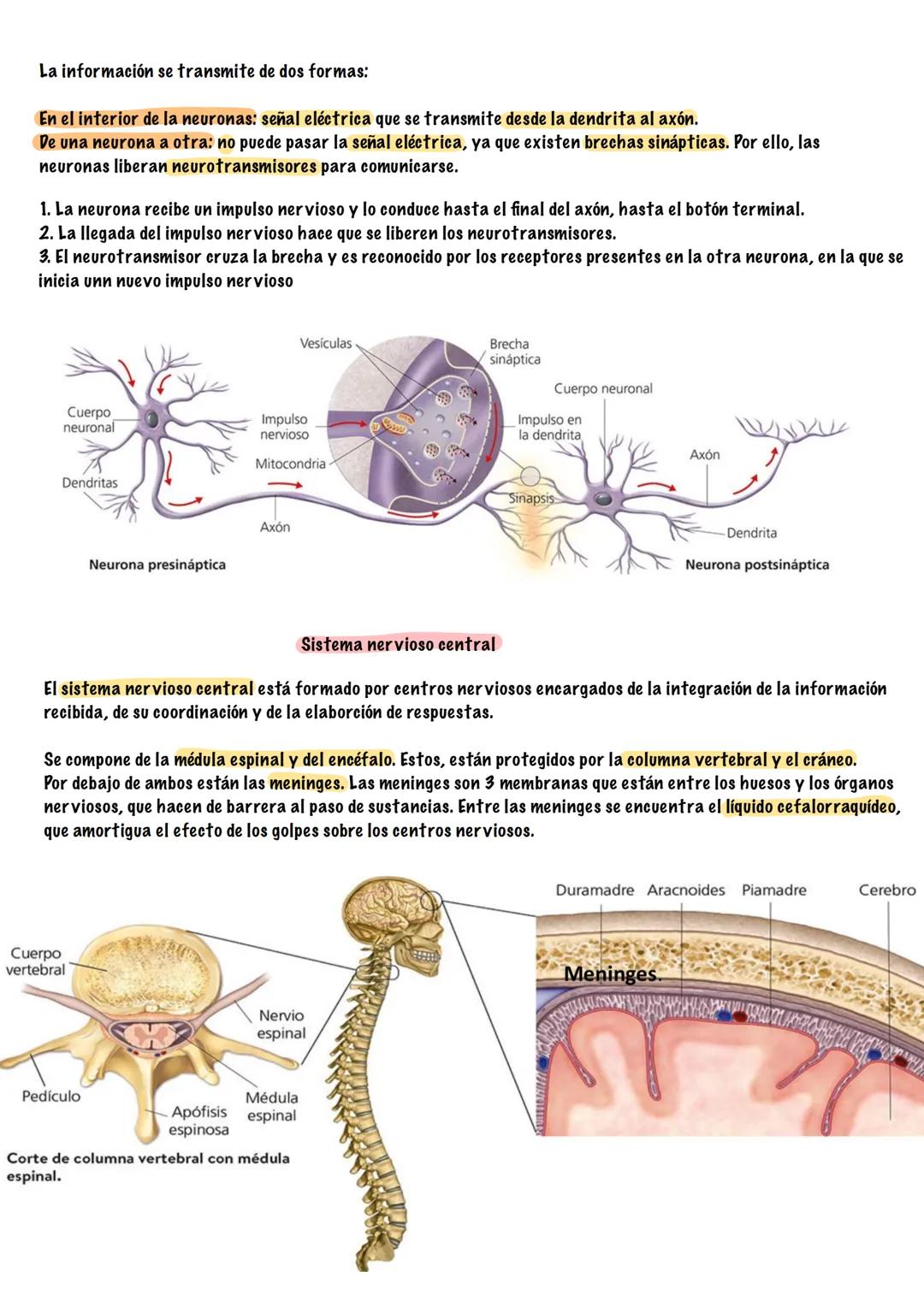 # TEMA 5
SISTEMA NERVIOSO Y ENDOCRINO
# BIOLOGÍA --- OCR Start ---
¿Que es la función de relación?
¿Que sistemas intervienen?
La función de