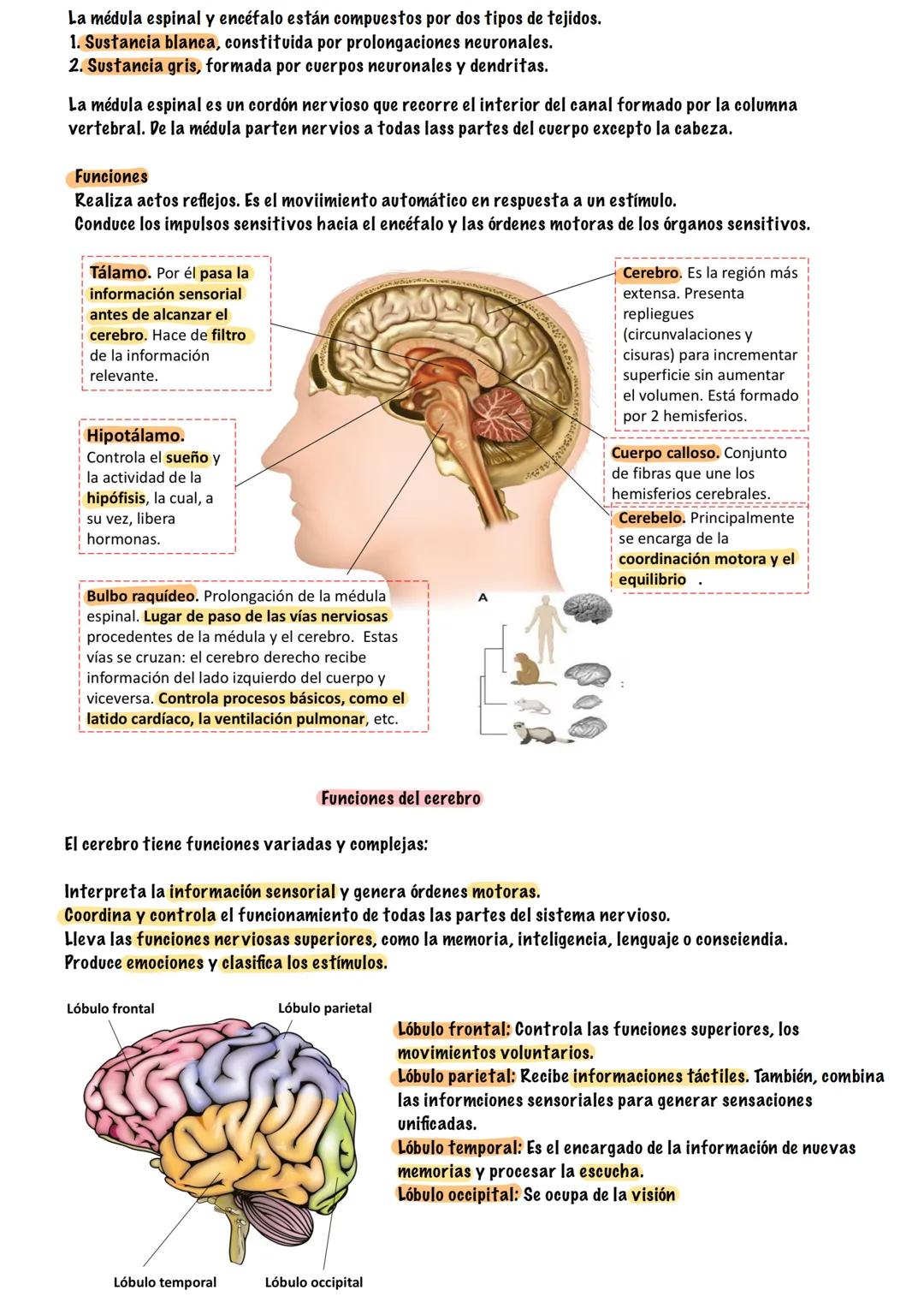 # TEMA 5
SISTEMA NERVIOSO Y ENDOCRINO
# BIOLOGÍA --- OCR Start ---
¿Que es la función de relación?
¿Que sistemas intervienen?
La función de