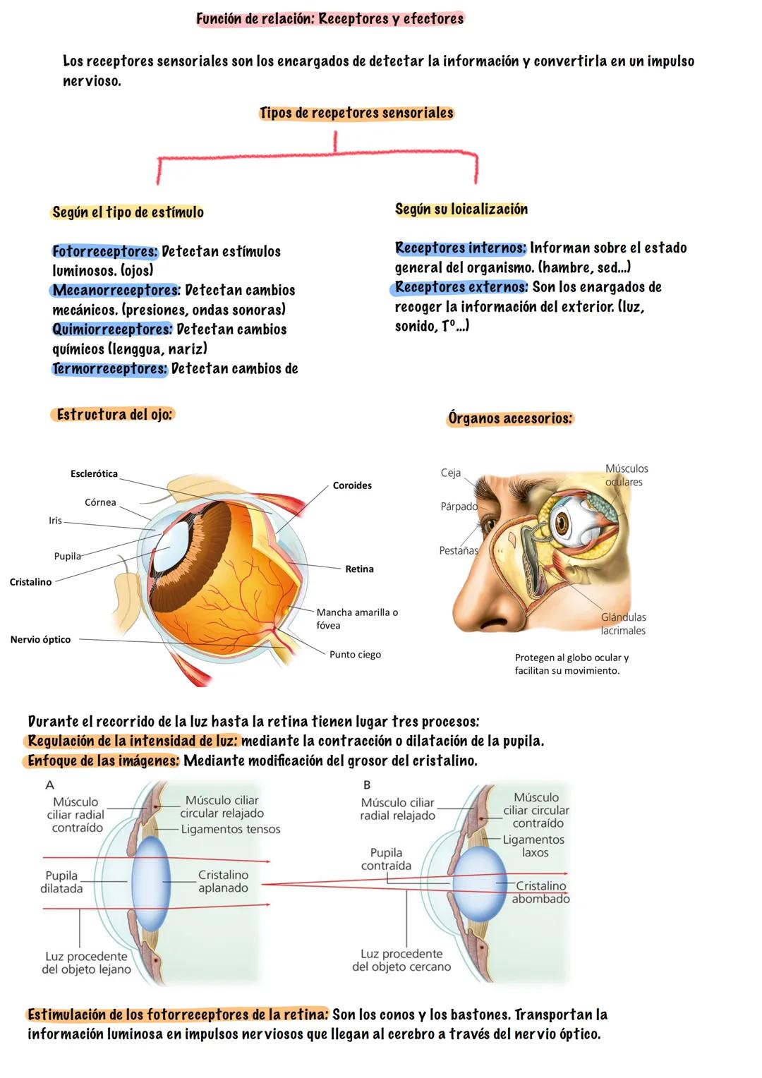 # TEMA 5
SISTEMA NERVIOSO Y ENDOCRINO
# BIOLOGÍA --- OCR Start ---
¿Que es la función de relación?
¿Que sistemas intervienen?
La función de