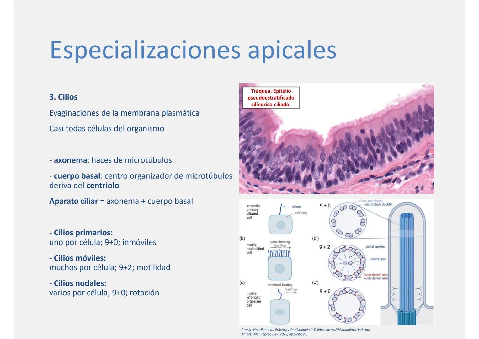--- OCR Start ---
Tejido epitelial
Histología
Biología General
Nutrición Humana y Dietética
Ciencia y Tecnología de los Alimentos
UAM
Univer