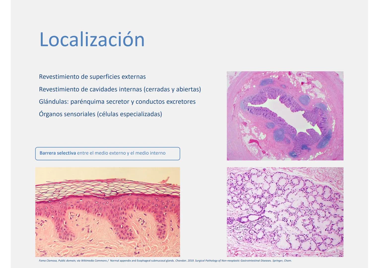--- OCR Start ---
Tejido epitelial
Histología
Biología General
Nutrición Humana y Dietética
Ciencia y Tecnología de los Alimentos
UAM
Univer