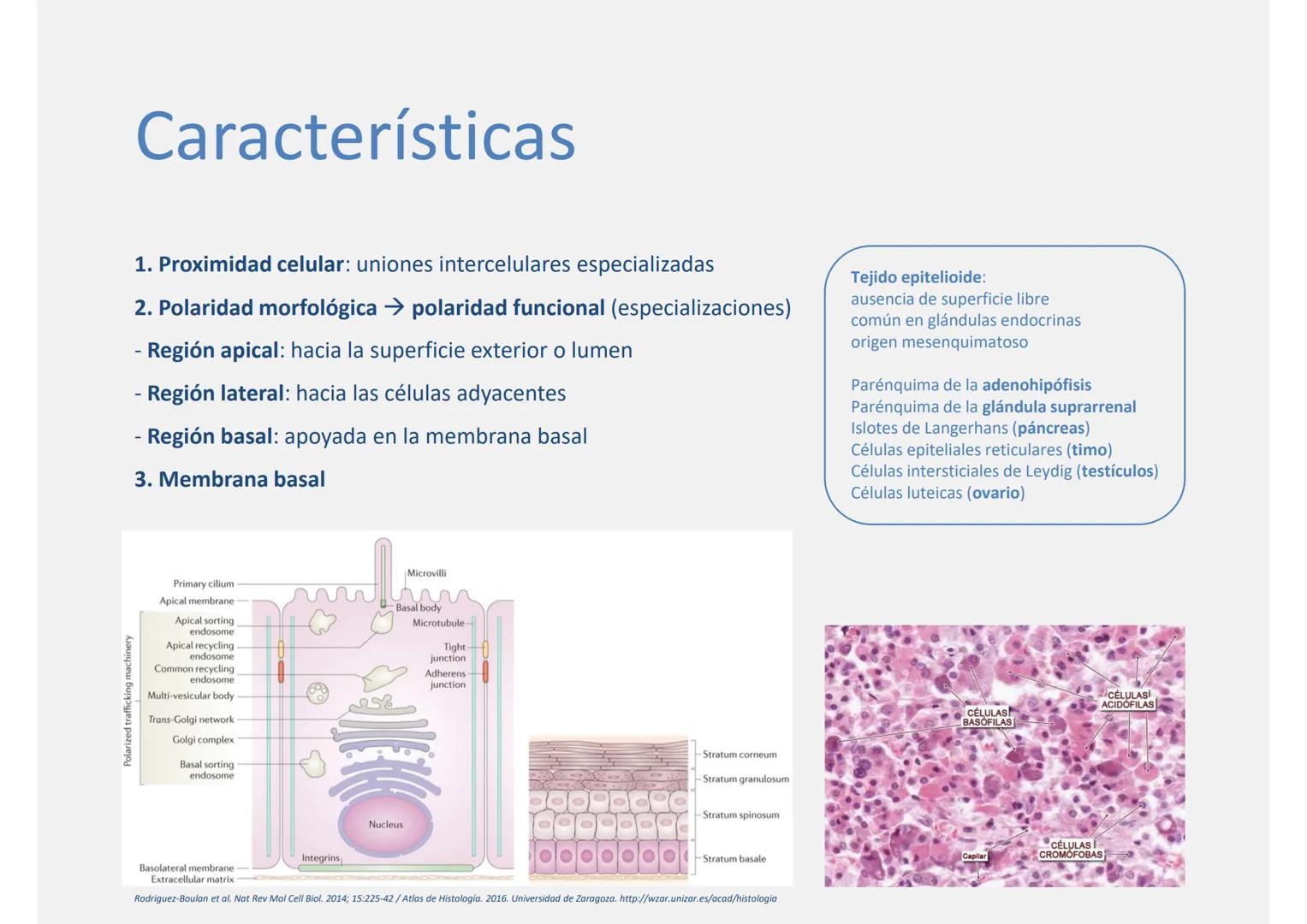--- OCR Start ---
Tejido epitelial
Histología
Biología General
Nutrición Humana y Dietética
Ciencia y Tecnología de los Alimentos
UAM
Univer
