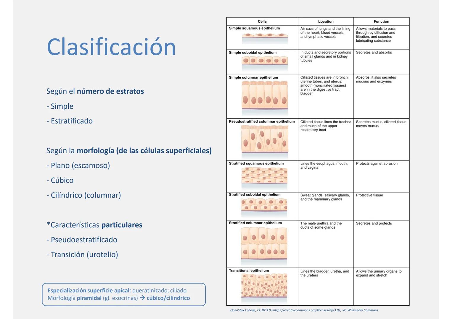 --- OCR Start ---
Tejido epitelial
Histología
Biología General
Nutrición Humana y Dietética
Ciencia y Tecnología de los Alimentos
UAM
Univer