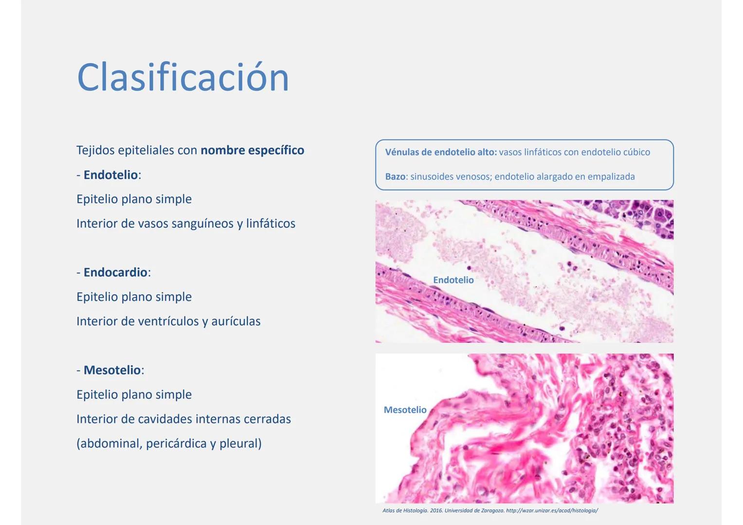 --- OCR Start ---
Tejido epitelial
Histología
Biología General
Nutrición Humana y Dietética
Ciencia y Tecnología de los Alimentos
UAM
Univer