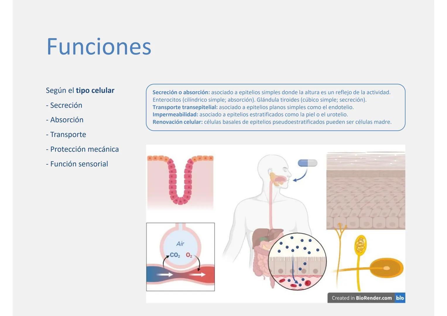 --- OCR Start ---
Tejido epitelial
Histología
Biología General
Nutrición Humana y Dietética
Ciencia y Tecnología de los Alimentos
UAM
Univer