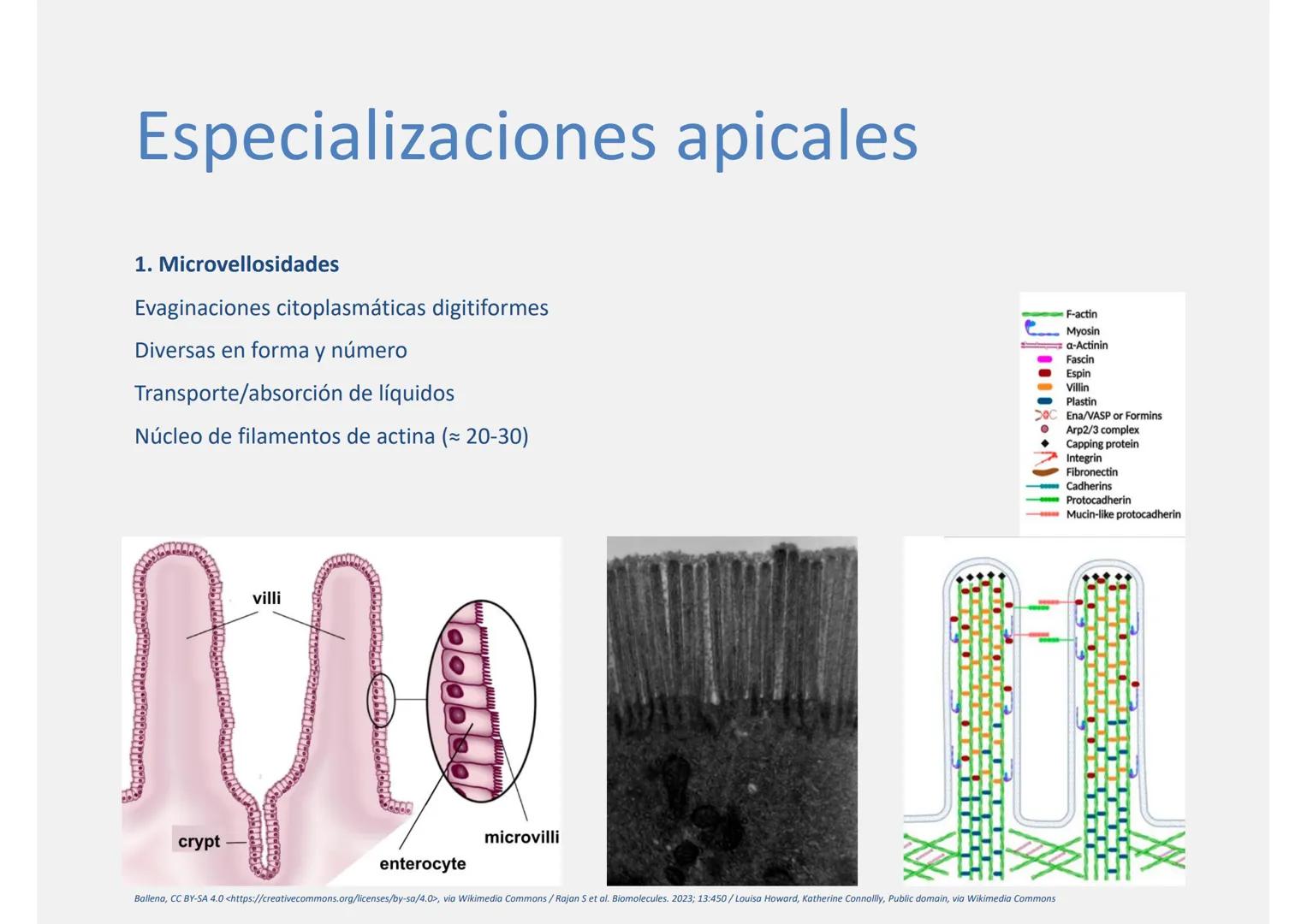 --- OCR Start ---
Tejido epitelial
Histología
Biología General
Nutrición Humana y Dietética
Ciencia y Tecnología de los Alimentos
UAM
Univer