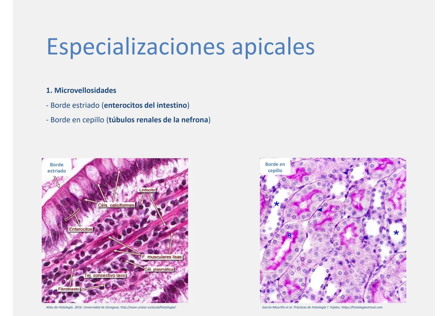 --- OCR Start ---
Tejido epitelial
Histología
Biología General
Nutrición Humana y Dietética
Ciencia y Tecnología de los Alimentos
UAM
Univer