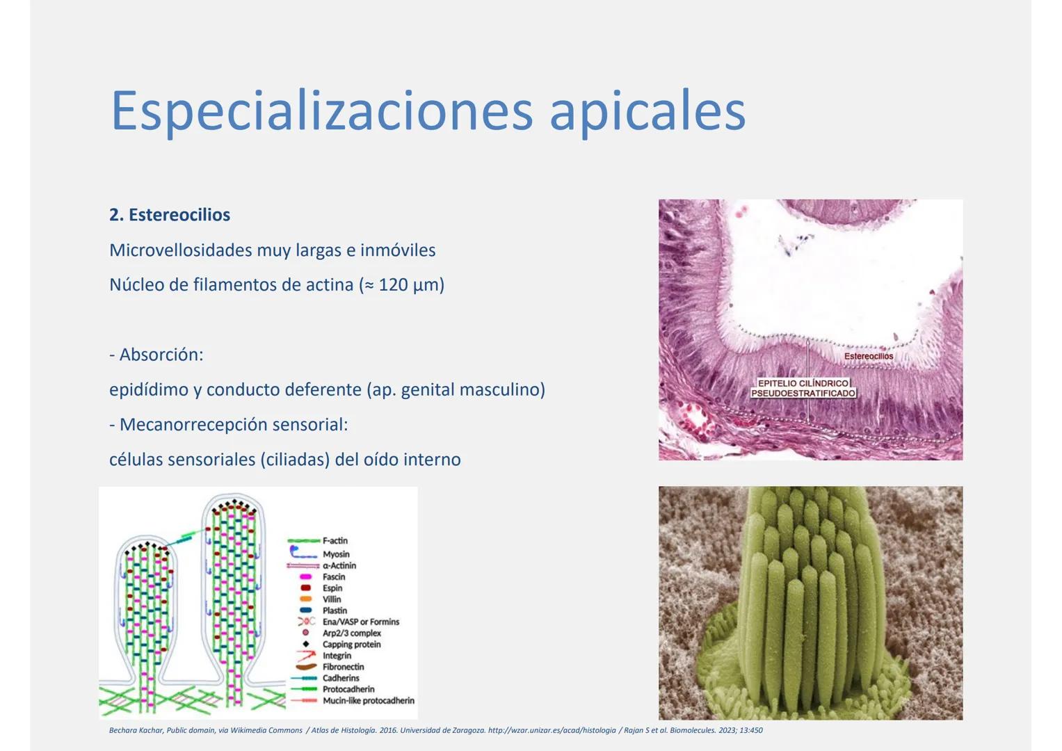 --- OCR Start ---
Tejido epitelial
Histología
Biología General
Nutrición Humana y Dietética
Ciencia y Tecnología de los Alimentos
UAM
Univer