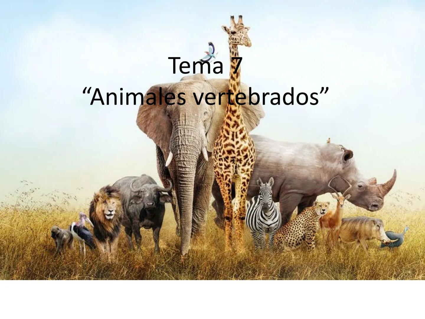 # Tema 7
"Animales vertebrados" # Características de los animales
vertebrados
1. Esqueleto interno:
- Formado por huesos
y cartílagos
-Tie