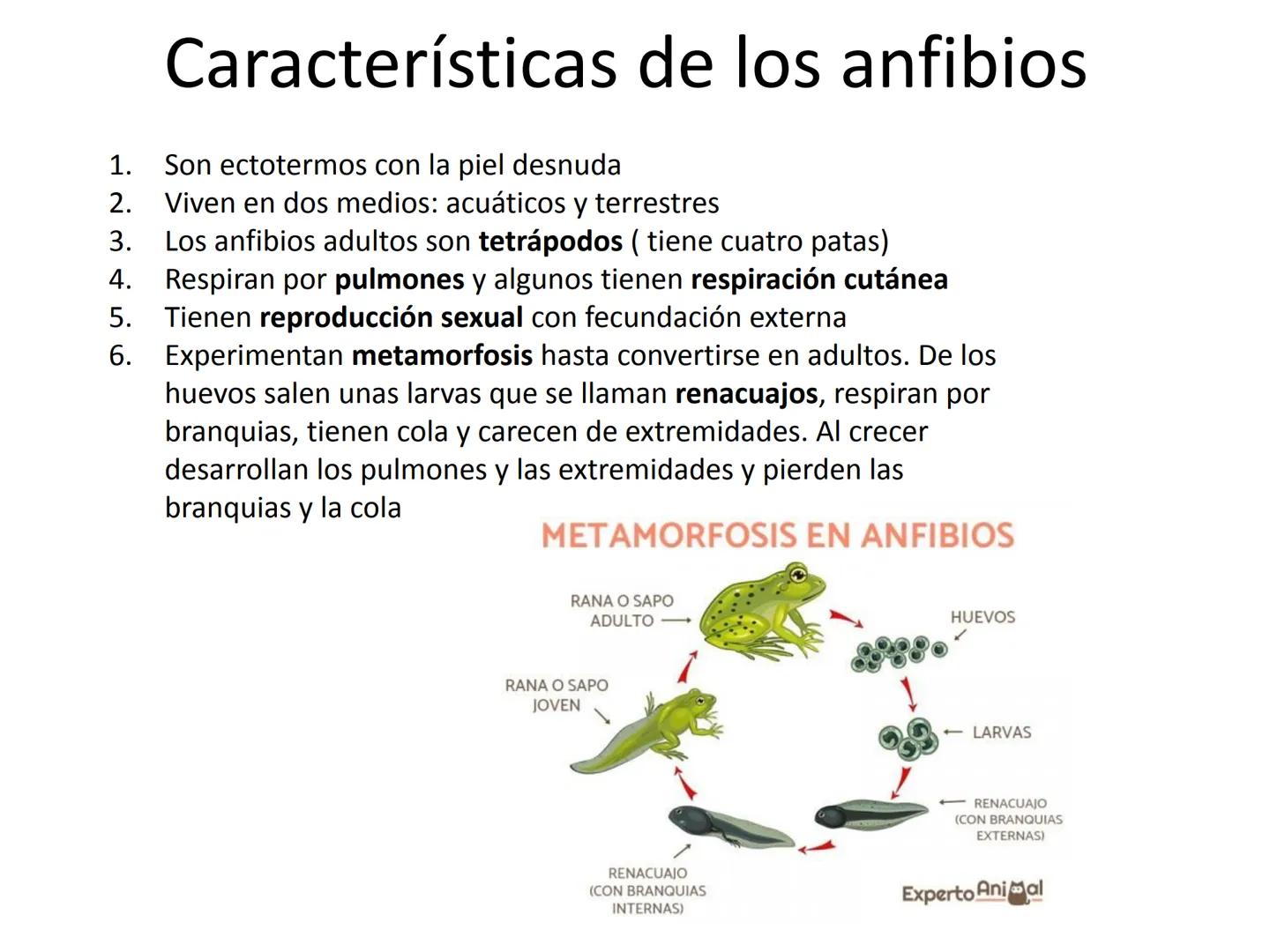 # Tema 7
"Animales vertebrados" # Características de los animales
vertebrados
1. Esqueleto interno:
- Formado por huesos
y cartílagos
-Tie