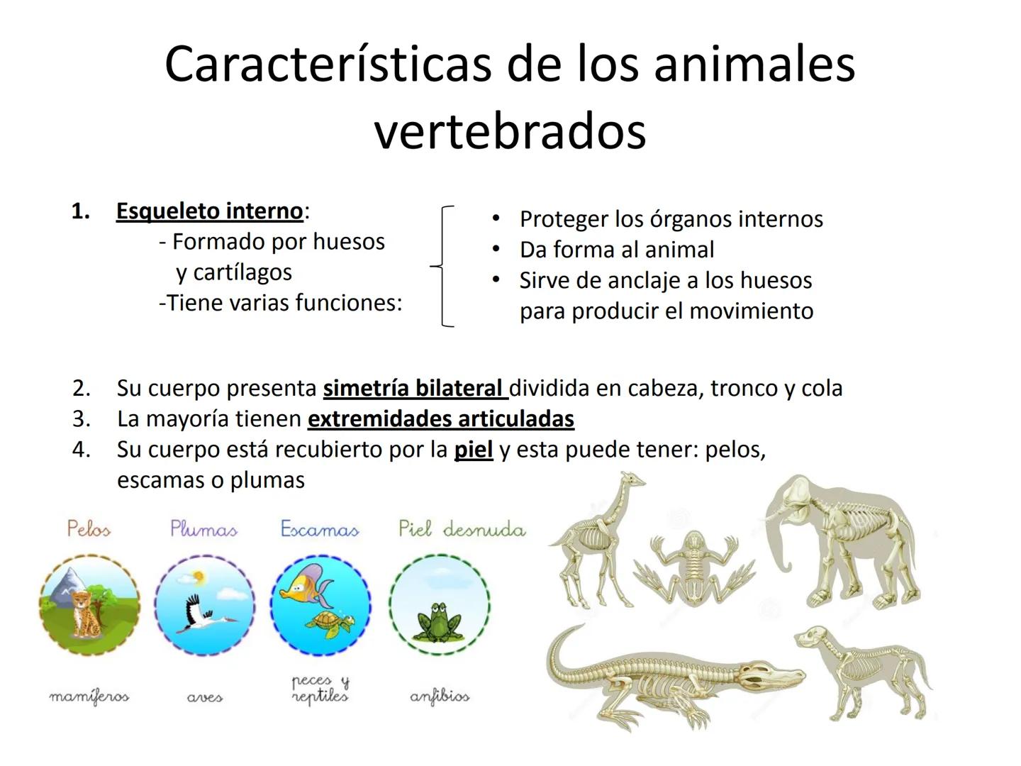 # Tema 7
"Animales vertebrados" # Características de los animales
vertebrados
1. Esqueleto interno:
- Formado por huesos
y cartílagos
-Tie