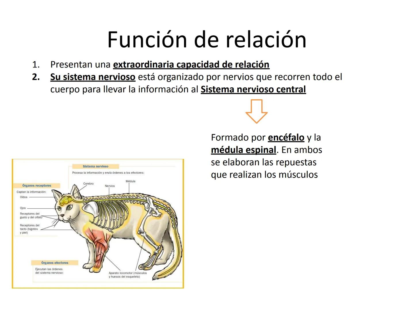 # Tema 7
"Animales vertebrados" # Características de los animales
vertebrados
1. Esqueleto interno:
- Formado por huesos
y cartílagos
-Tie