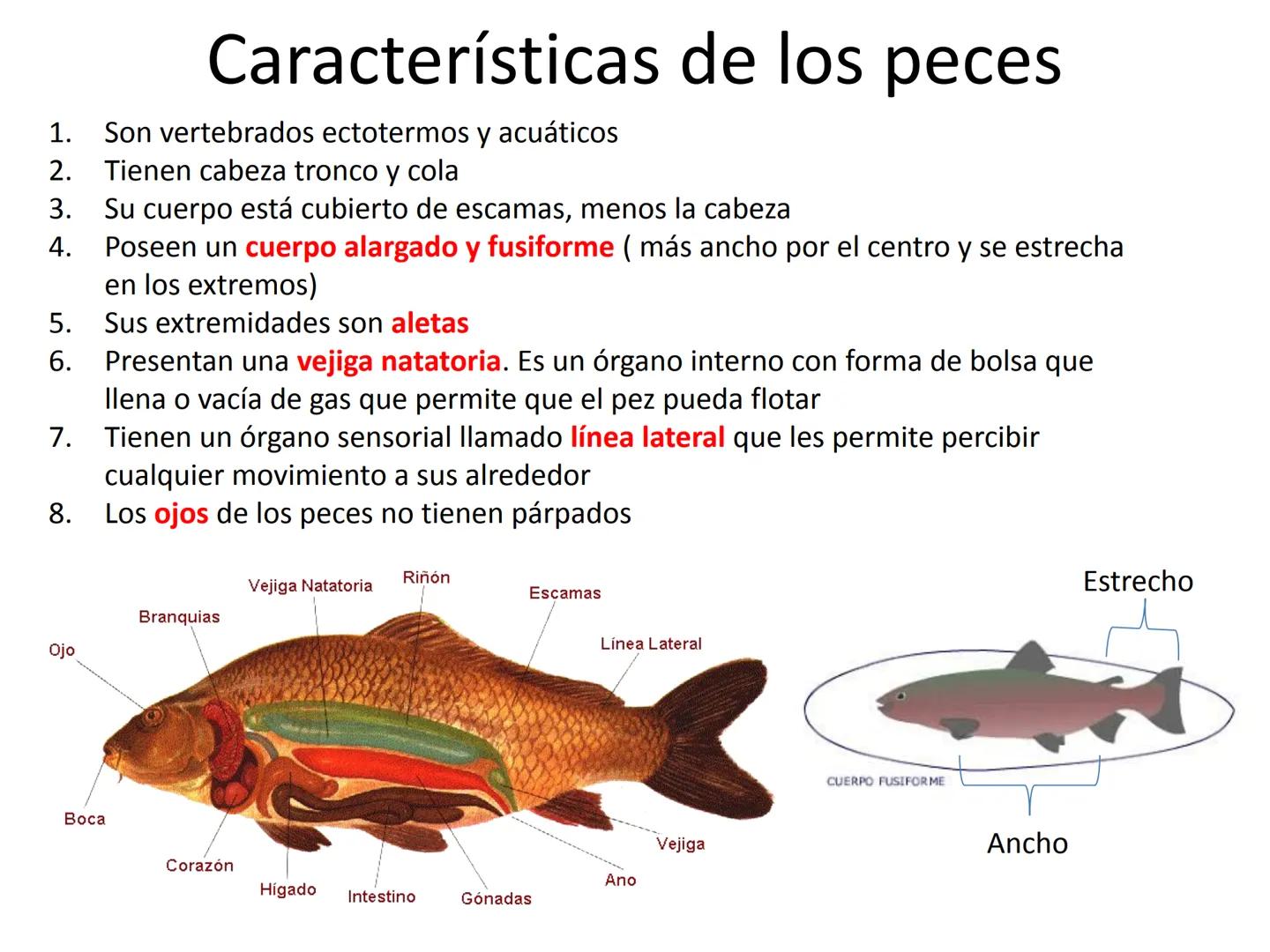# Tema 7
"Animales vertebrados" # Características de los animales
vertebrados
1. Esqueleto interno:
- Formado por huesos
y cartílagos
-Tie
