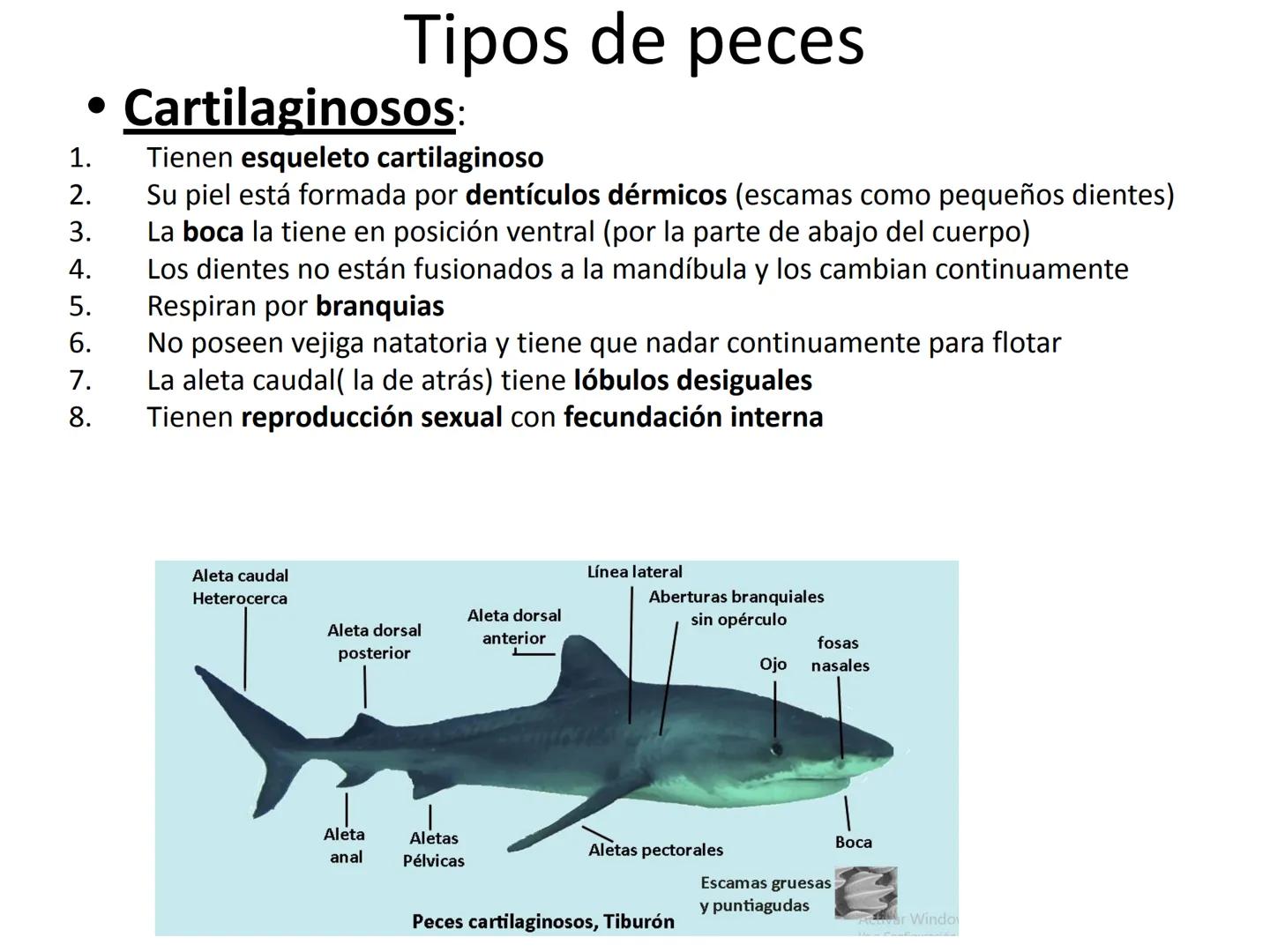 # Tema 7
"Animales vertebrados" # Características de los animales
vertebrados
1. Esqueleto interno:
- Formado por huesos
y cartílagos
-Tie