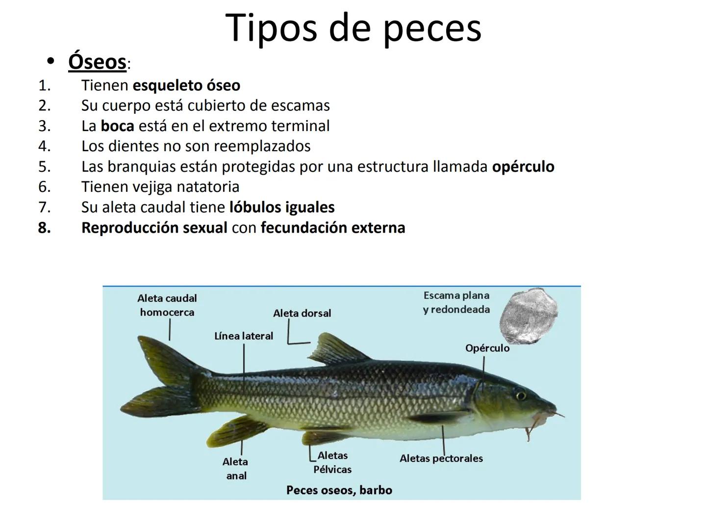 # Tema 7
"Animales vertebrados" # Características de los animales
vertebrados
1. Esqueleto interno:
- Formado por huesos
y cartílagos
-Tie