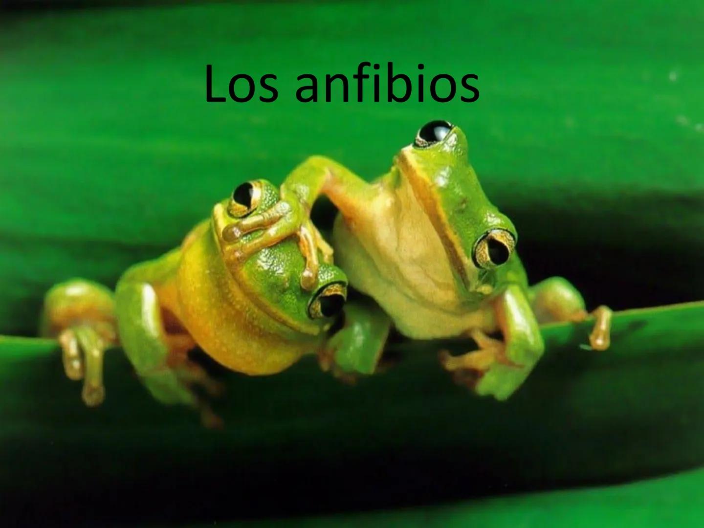 # Tema 7
"Animales vertebrados" # Características de los animales
vertebrados
1. Esqueleto interno:
- Formado por huesos
y cartílagos
-Tie