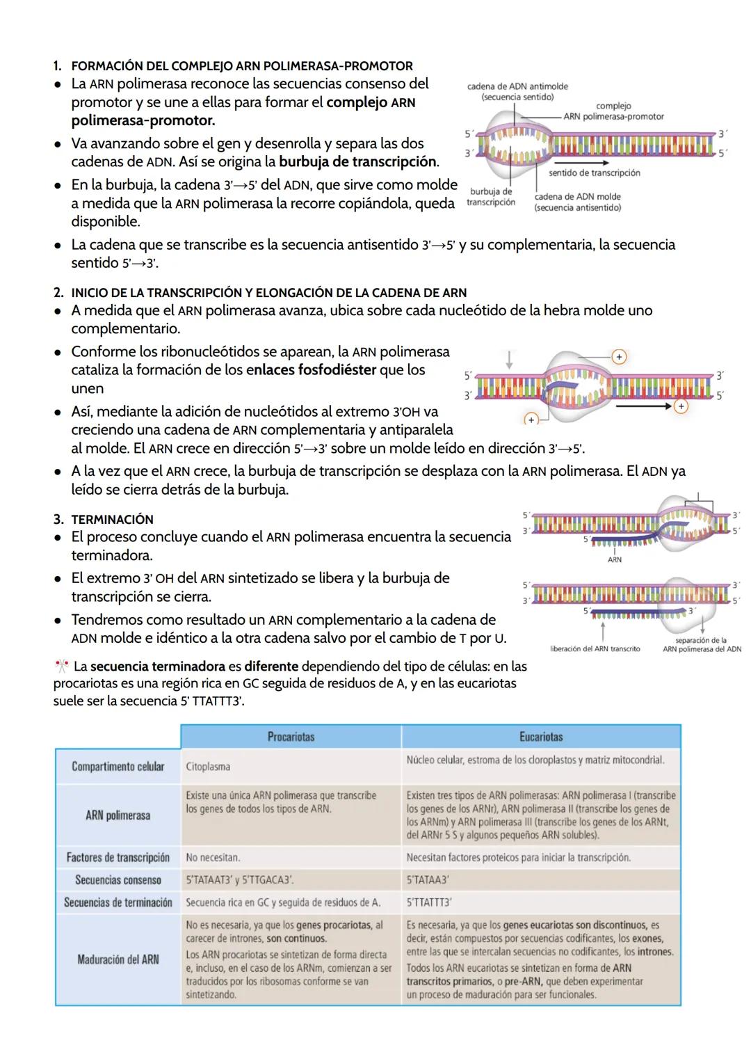# TEMA 11. GENÉTICA MOLECULAR.
Genética molecular: estudia los mecanismos de la transmisión y expresión de la información
genética que dete