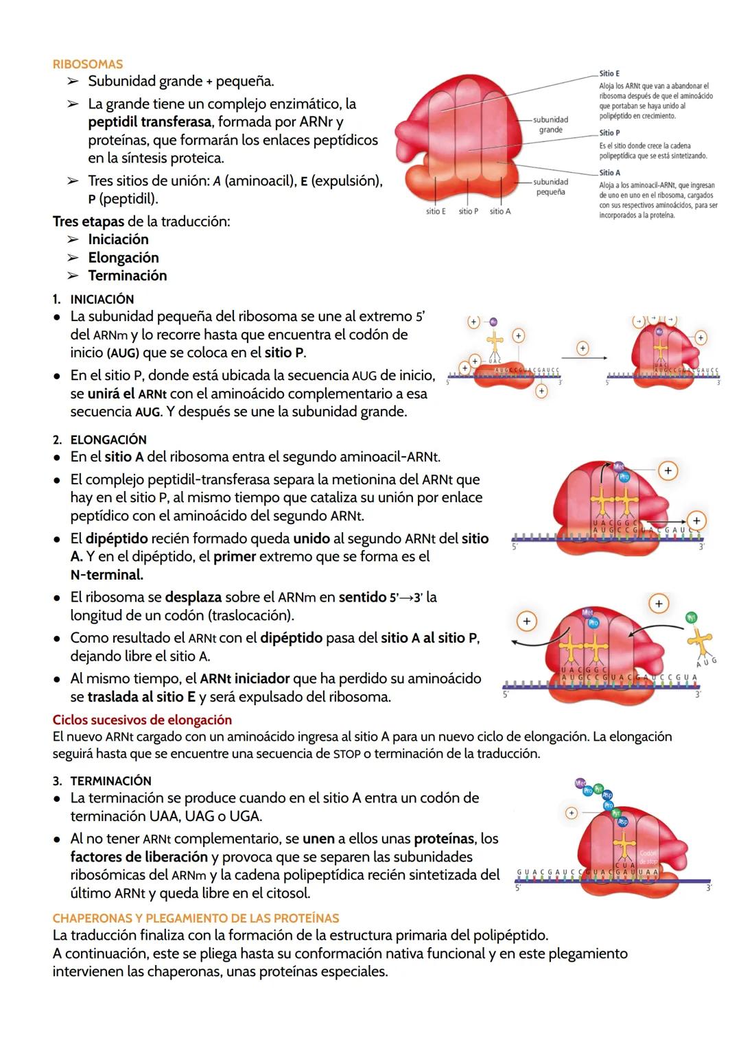 # TEMA 11. GENÉTICA MOLECULAR.
Genética molecular: estudia los mecanismos de la transmisión y expresión de la información
genética que dete