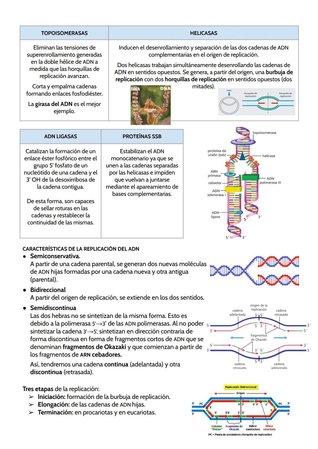 # TEMA 11. GENÉTICA MOLECULAR.
Genética molecular: estudia los mecanismos de la transmisión y expresión de la información
genética que dete