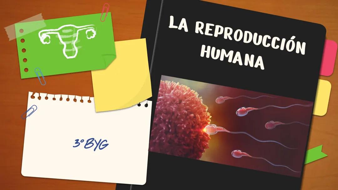 La reproducción humana/la función de reproducción.