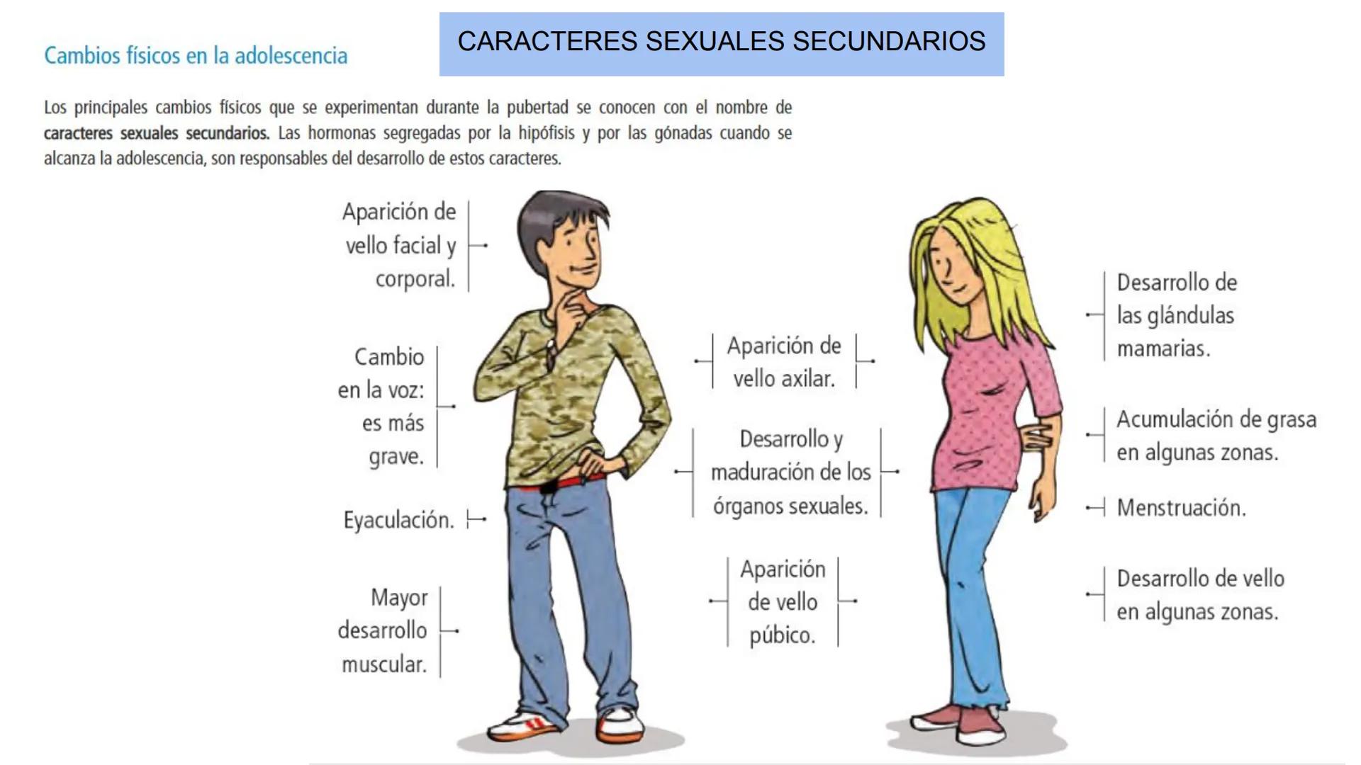 # LA REPRODUCCIÓN
HUMANA
3º BYG LA REPRODUCCIÓN HUMANA
1. GENERALIDADES
-R. Sexual
-Fecundación interna
-Vivíparos
-Sexualidad
-Cambios en