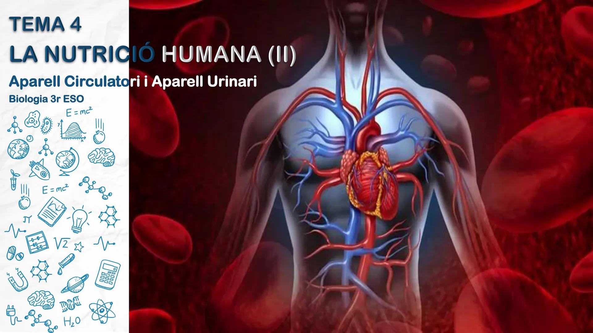 # TEMA 4
LA NUTRICIÓ HUMANA (II)
Aparell Circulatori i Aparell Urinari
Biologia 3r ESO
ஃ
$E = mc^2$
سمي
00
$E = mc^2$
002
☆
m
H20
000
0000
0