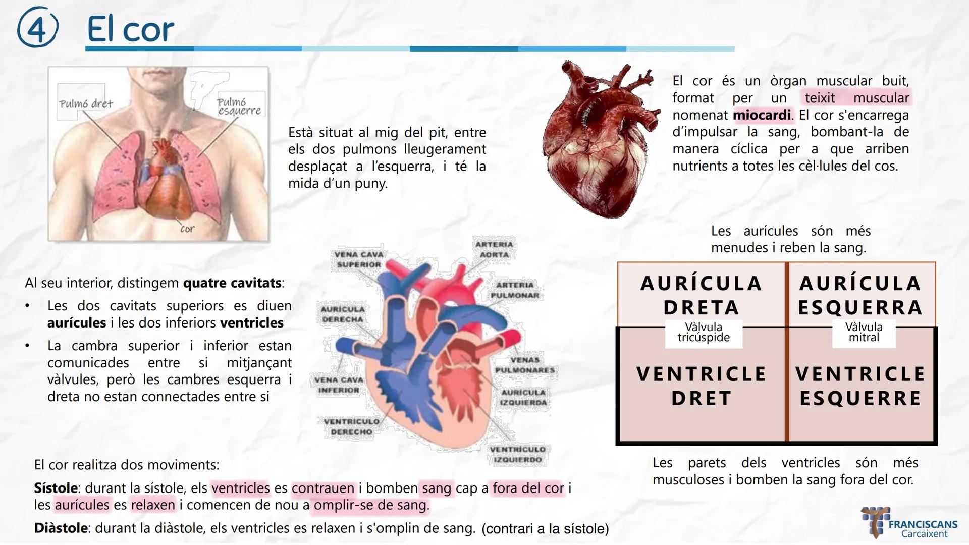 # TEMA 4
LA NUTRICIÓ HUMANA (II)
Aparell Circulatori i Aparell Urinari
Biologia 3r ESO
ஃ
$E = mc^2$
سمي
00
$E = mc^2$
002
☆
m
H20
000
0000
0