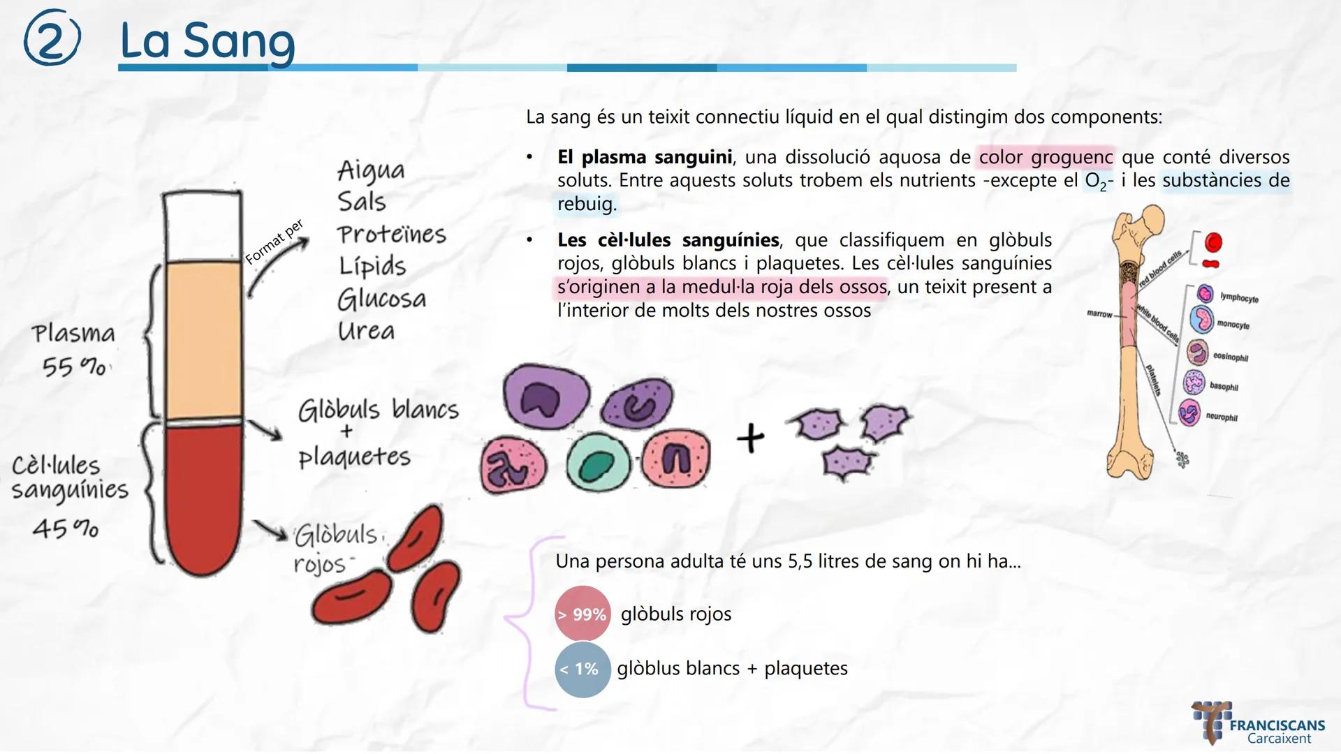 # TEMA 4
LA NUTRICIÓ HUMANA (II)
Aparell Circulatori i Aparell Urinari
Biologia 3r ESO
ஃ
$E = mc^2$
سمي
00
$E = mc^2$
002
☆
m
H20
000
0000
0
