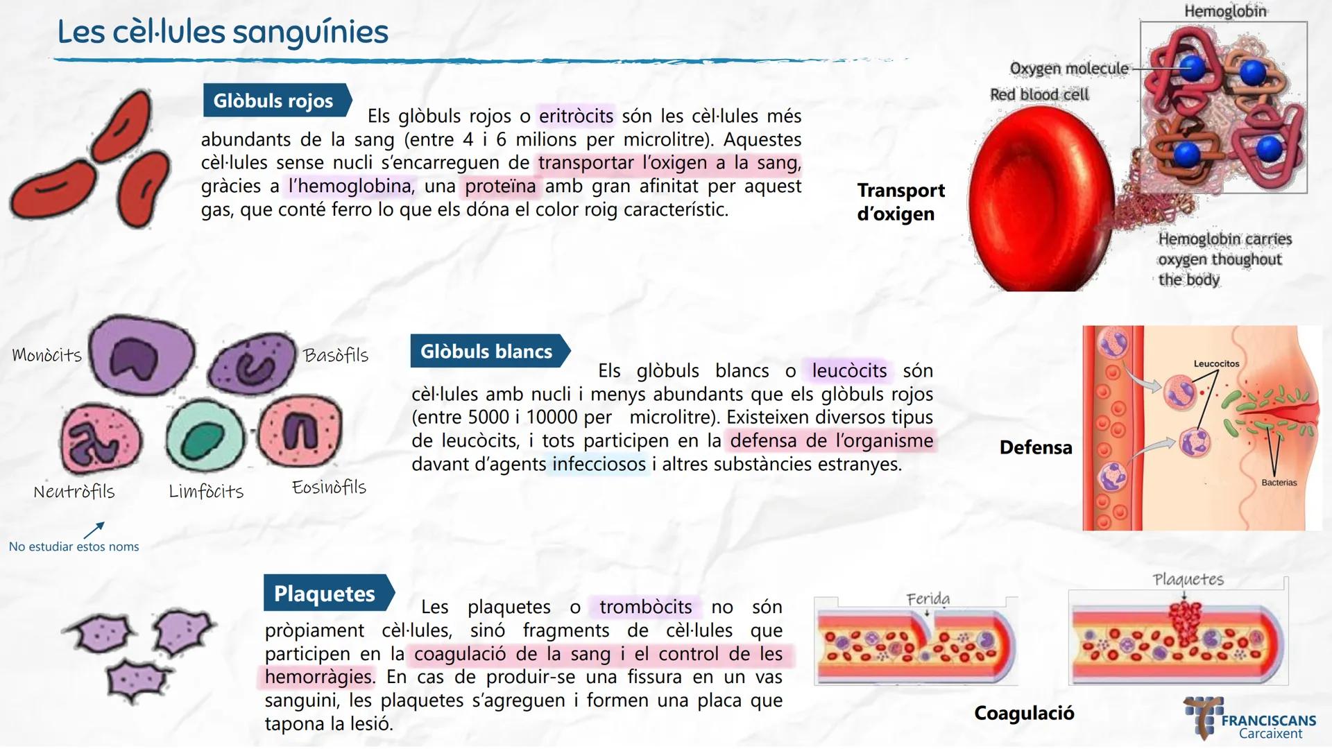 # TEMA 4
LA NUTRICIÓ HUMANA (II)
Aparell Circulatori i Aparell Urinari
Biologia 3r ESO
ஃ
$E = mc^2$
سمي
00
$E = mc^2$
002
☆
m
H20
000
0000
0