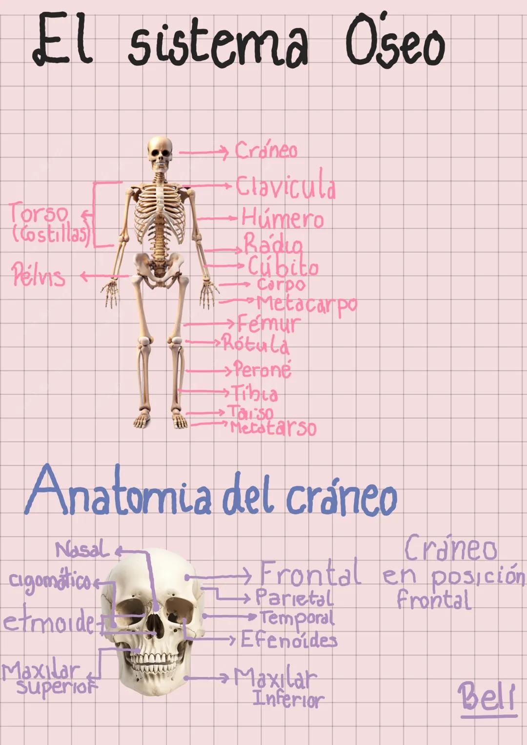 --- OCR Start ---
El sistema Oseo
Torso
(Costillas)
Pelvis
→Cráneo
Clavicula
Húmero
Radia
Cúbito
Corpo
Metacarpo
→Fémur
Rótula
→Perone
Tibia