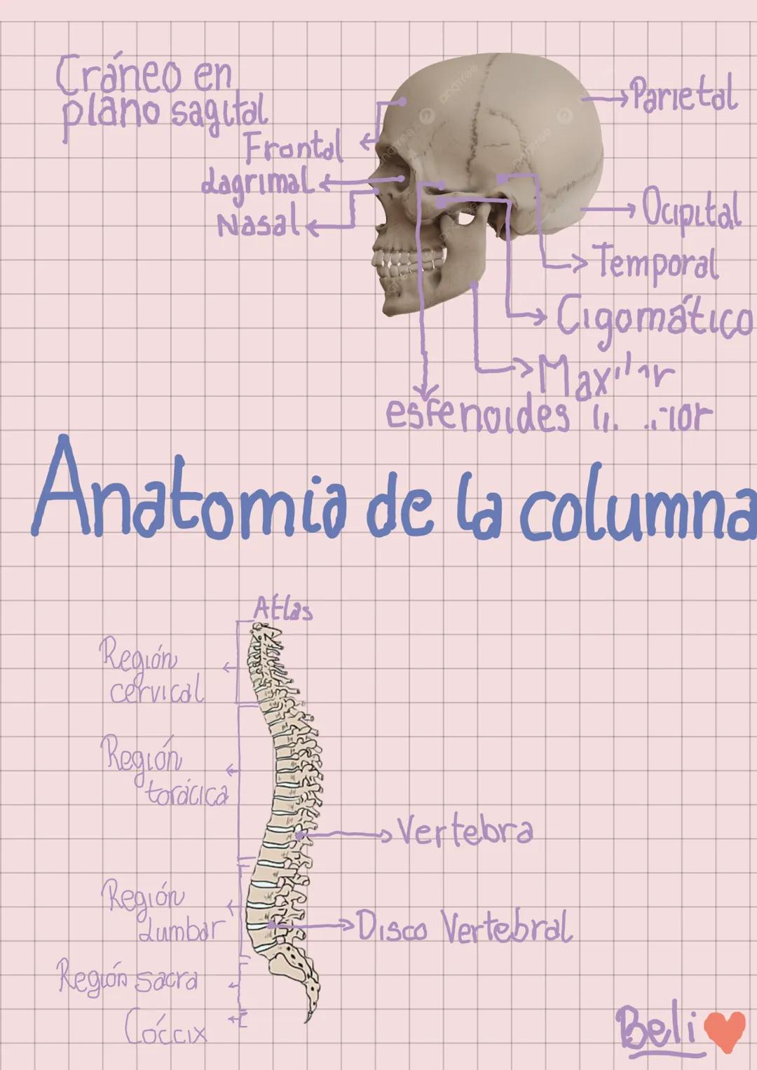 --- OCR Start ---
El sistema Oseo
Torso
(Costillas)
Pelvis
→Cráneo
Clavicula
Húmero
Radia
Cúbito
Corpo
Metacarpo
→Fémur
Rótula
→Perone
Tibia