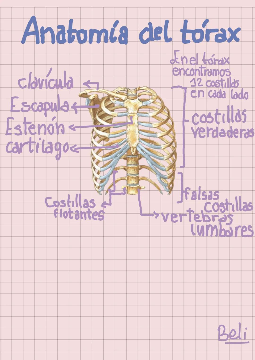 --- OCR Start ---
El sistema Oseo
Torso
(Costillas)
Pelvis
→Cráneo
Clavicula
Húmero
Radia
Cúbito
Corpo
Metacarpo
→Fémur
Rótula
→Perone
Tibia