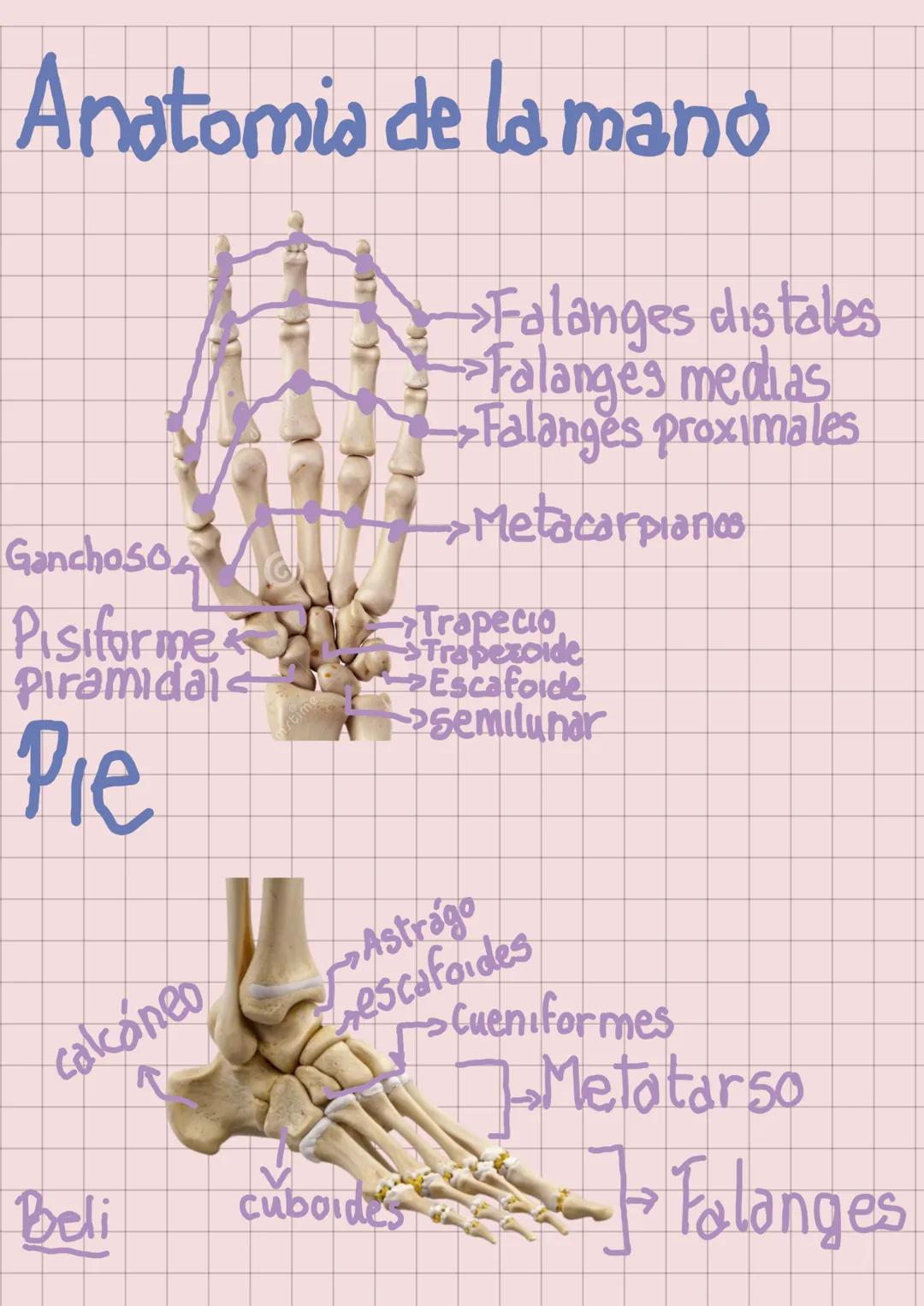 --- OCR Start ---
El sistema Oseo
Torso
(Costillas)
Pelvis
→Cráneo
Clavicula
Húmero
Radia
Cúbito
Corpo
Metacarpo
→Fémur
Rótula
→Perone
Tibia