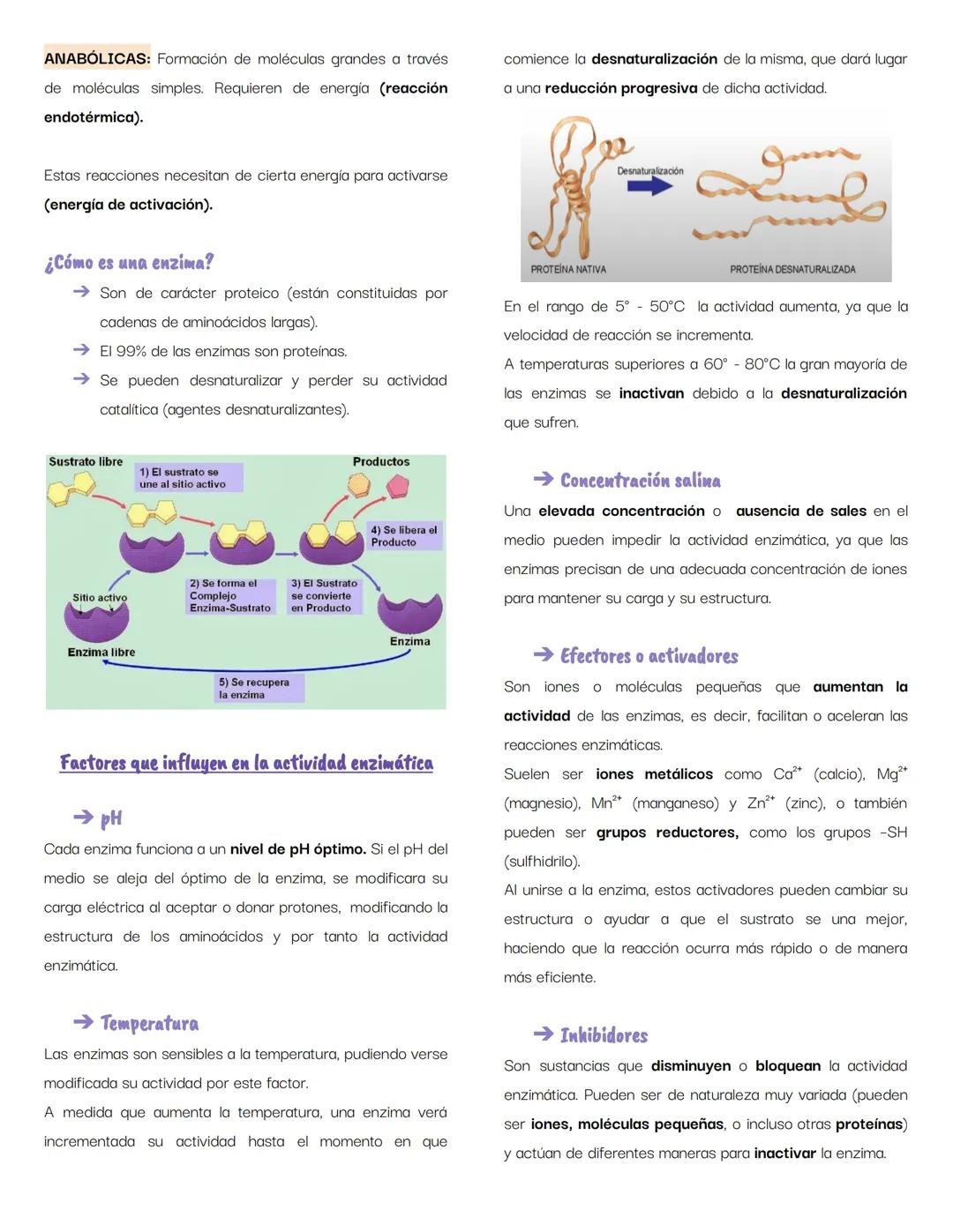 # ENZIMAS
¿Qué es una enzima?
Niveles de organización estructural
Las enzimas son catalizadores biológicos selectivos de
una eficiencia e