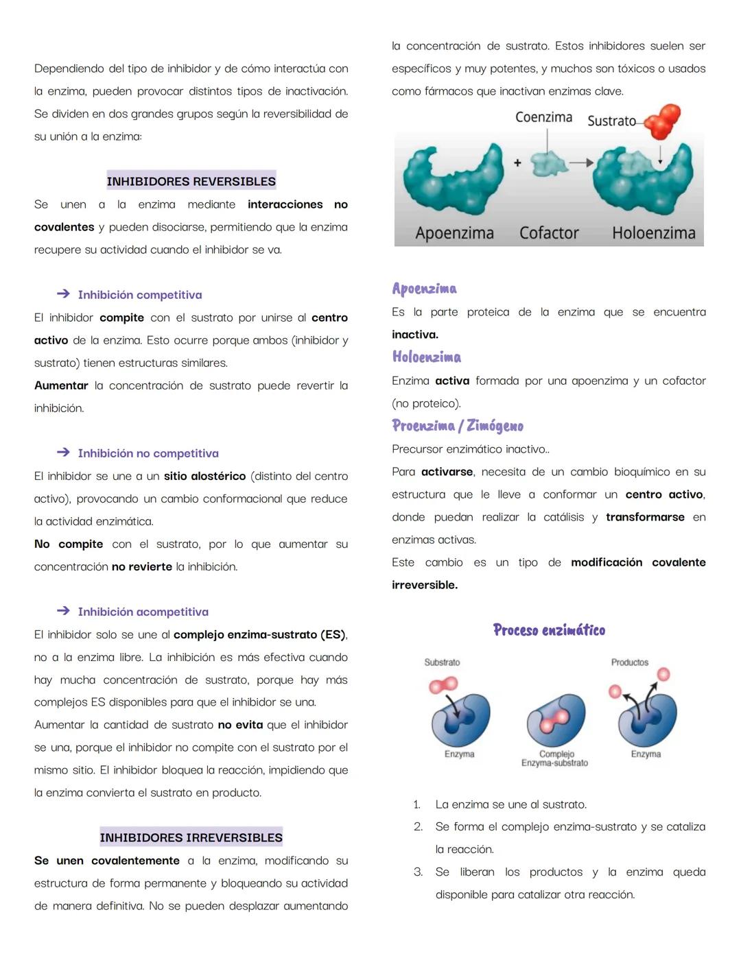 # ENZIMAS
¿Qué es una enzima?
Niveles de organización estructural
Las enzimas son catalizadores biológicos selectivos de
una eficiencia e