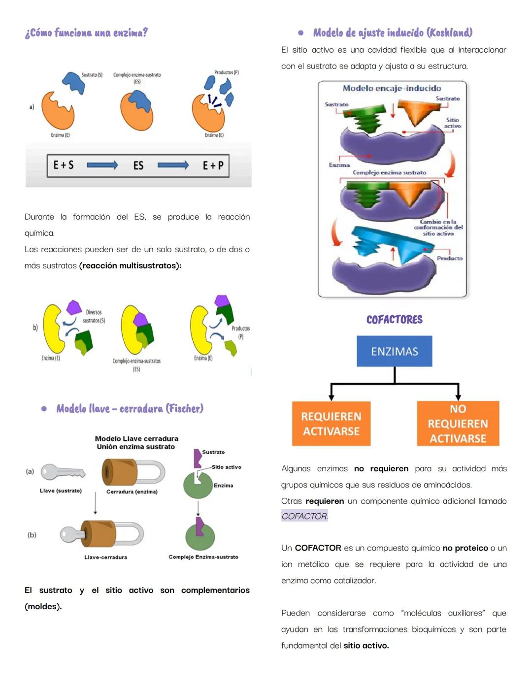 # ENZIMAS
¿Qué es una enzima?
Niveles de organización estructural
Las enzimas son catalizadores biológicos selectivos de
una eficiencia e