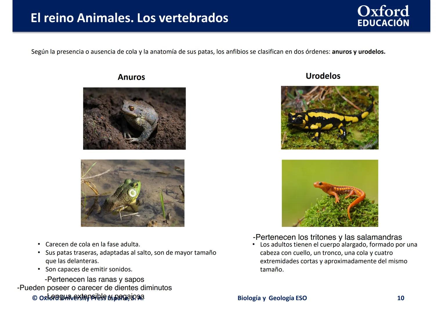 # Oxford
EDUCACIÓN
EL REINO ANIMALES.
LOS VERTEBRADOS
Biología y Geología
DOMI MINA --- OCR Start ---
El reino Animales. Los vertebrados