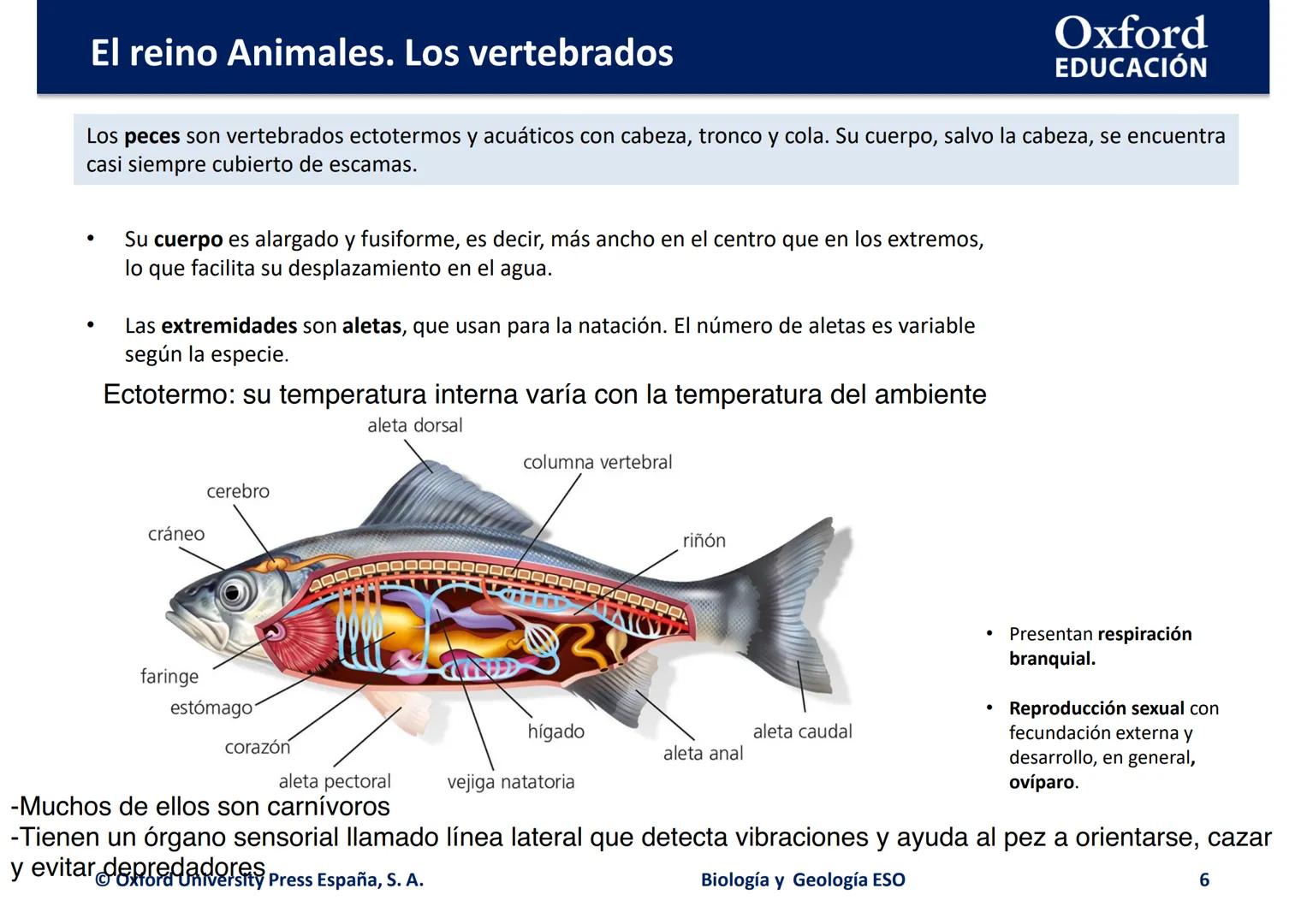 # Oxford
EDUCACIÓN
EL REINO ANIMALES.
LOS VERTEBRADOS
Biología y Geología
DOMI MINA --- OCR Start ---
El reino Animales. Los vertebrados