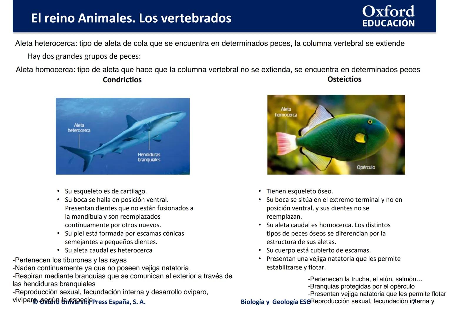 # Oxford
EDUCACIÓN
EL REINO ANIMALES.
LOS VERTEBRADOS
Biología y Geología
DOMI MINA --- OCR Start ---
El reino Animales. Los vertebrados