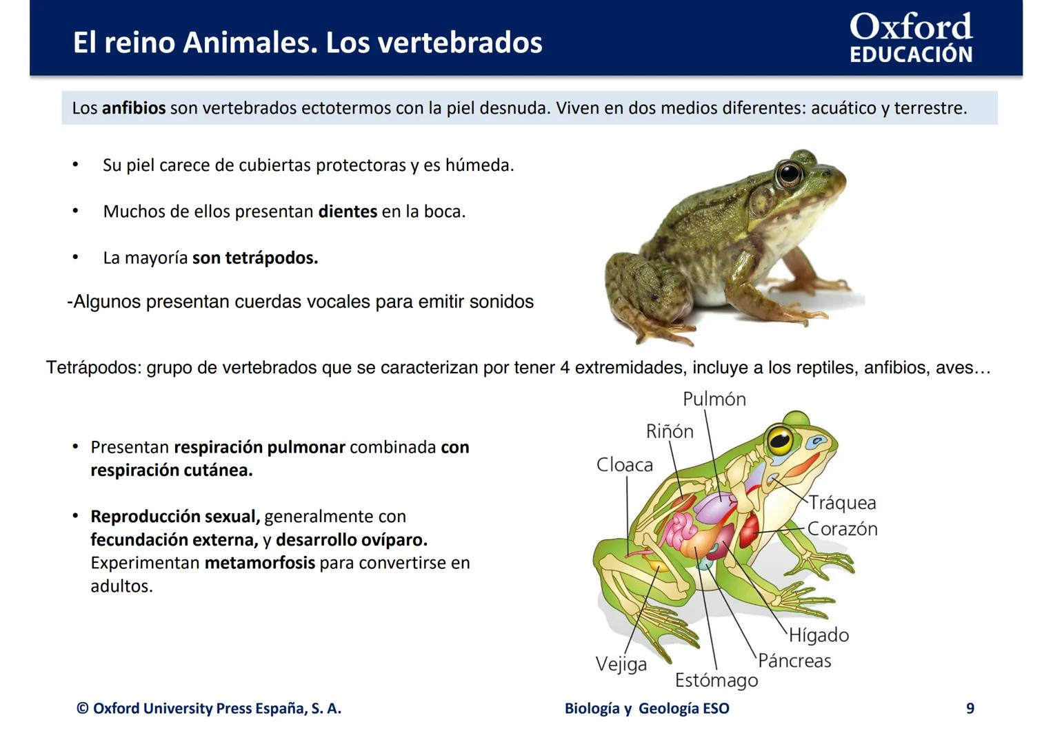 # Oxford
EDUCACIÓN
EL REINO ANIMALES.
LOS VERTEBRADOS
Biología y Geología
DOMI MINA --- OCR Start ---
El reino Animales. Los vertebrados