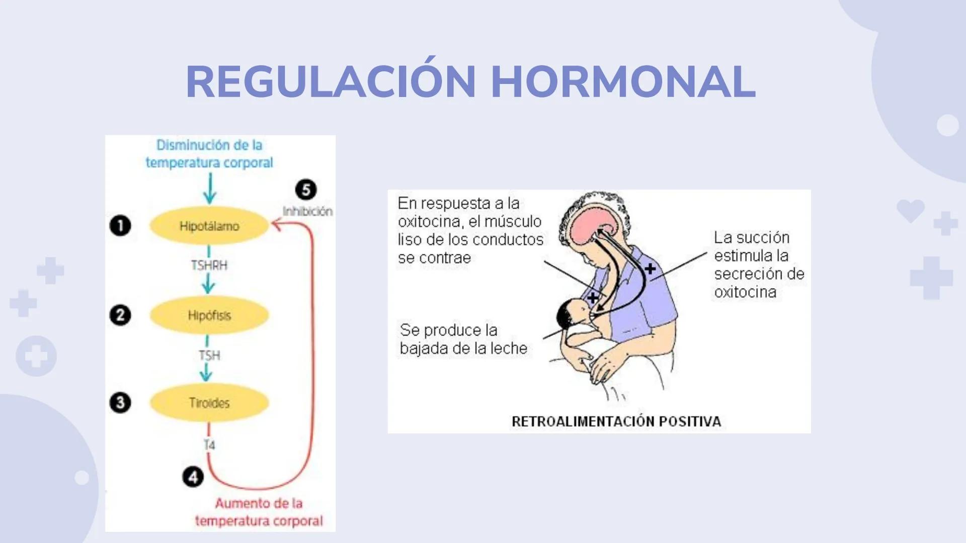 # SISTEMA ENDOCRINO
Biología y Geología 3º ESO 1. ¿Qué es el sistema endocrino?
El sistema endocrino es, junto con el sistema nervioso, el