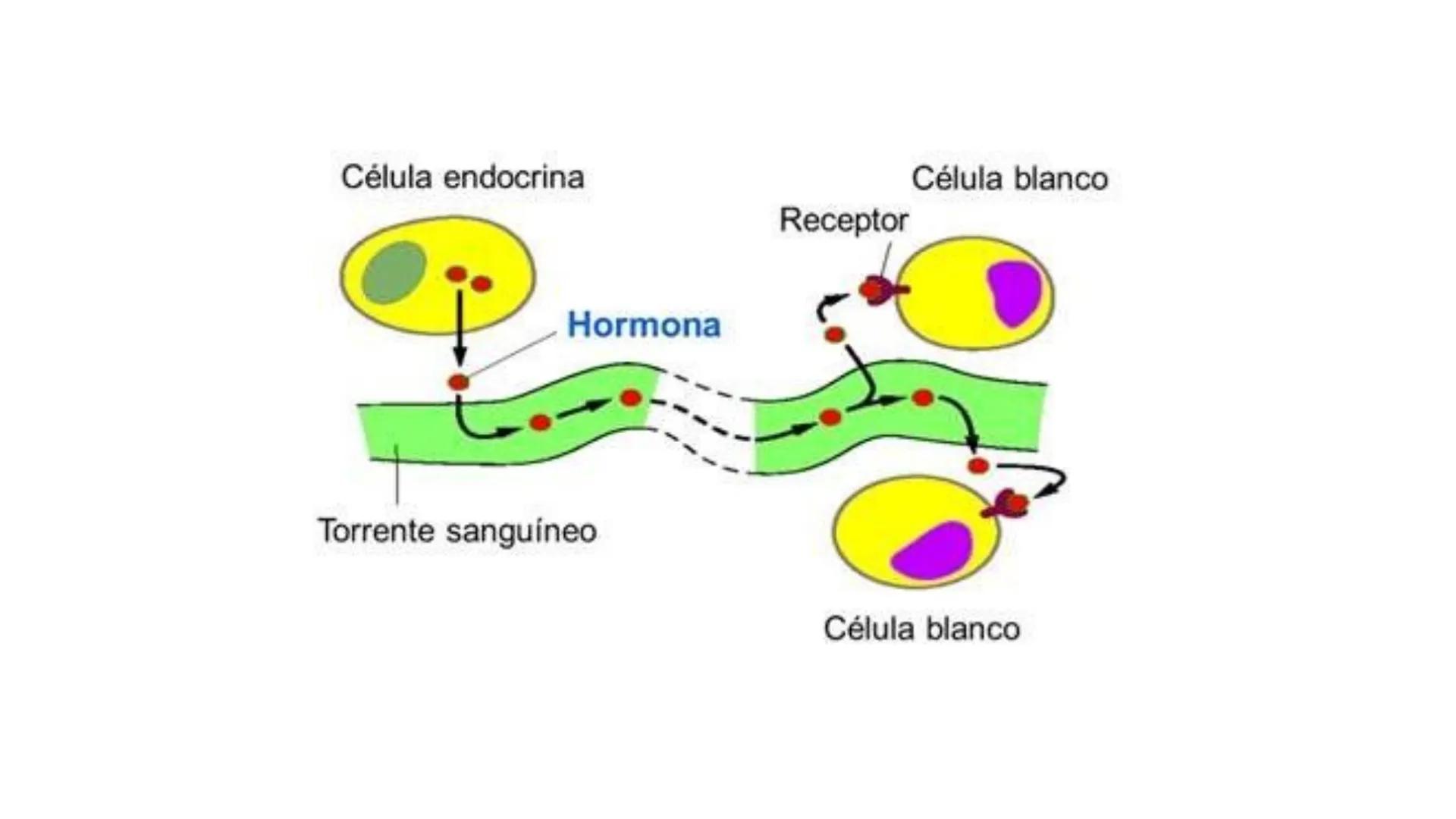 # SISTEMA ENDOCRINO
Biología y Geología 3º ESO 1. ¿Qué es el sistema endocrino?
El sistema endocrino es, junto con el sistema nervioso, el