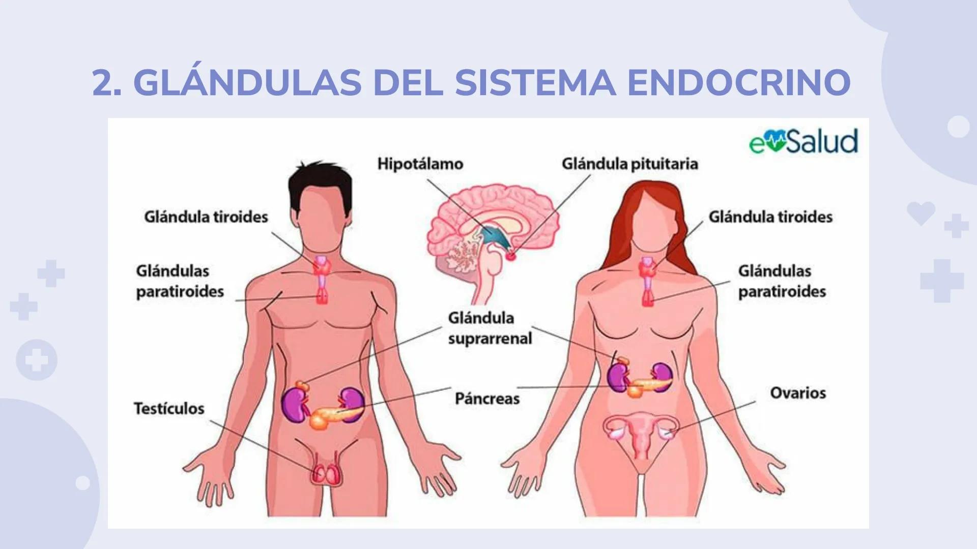 # SISTEMA ENDOCRINO
Biología y Geología 3º ESO 1. ¿Qué es el sistema endocrino?
El sistema endocrino es, junto con el sistema nervioso, el