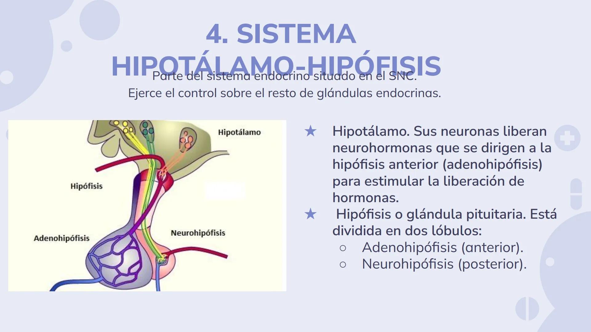 # SISTEMA ENDOCRINO
Biología y Geología 3º ESO 1. ¿Qué es el sistema endocrino?
El sistema endocrino es, junto con el sistema nervioso, el