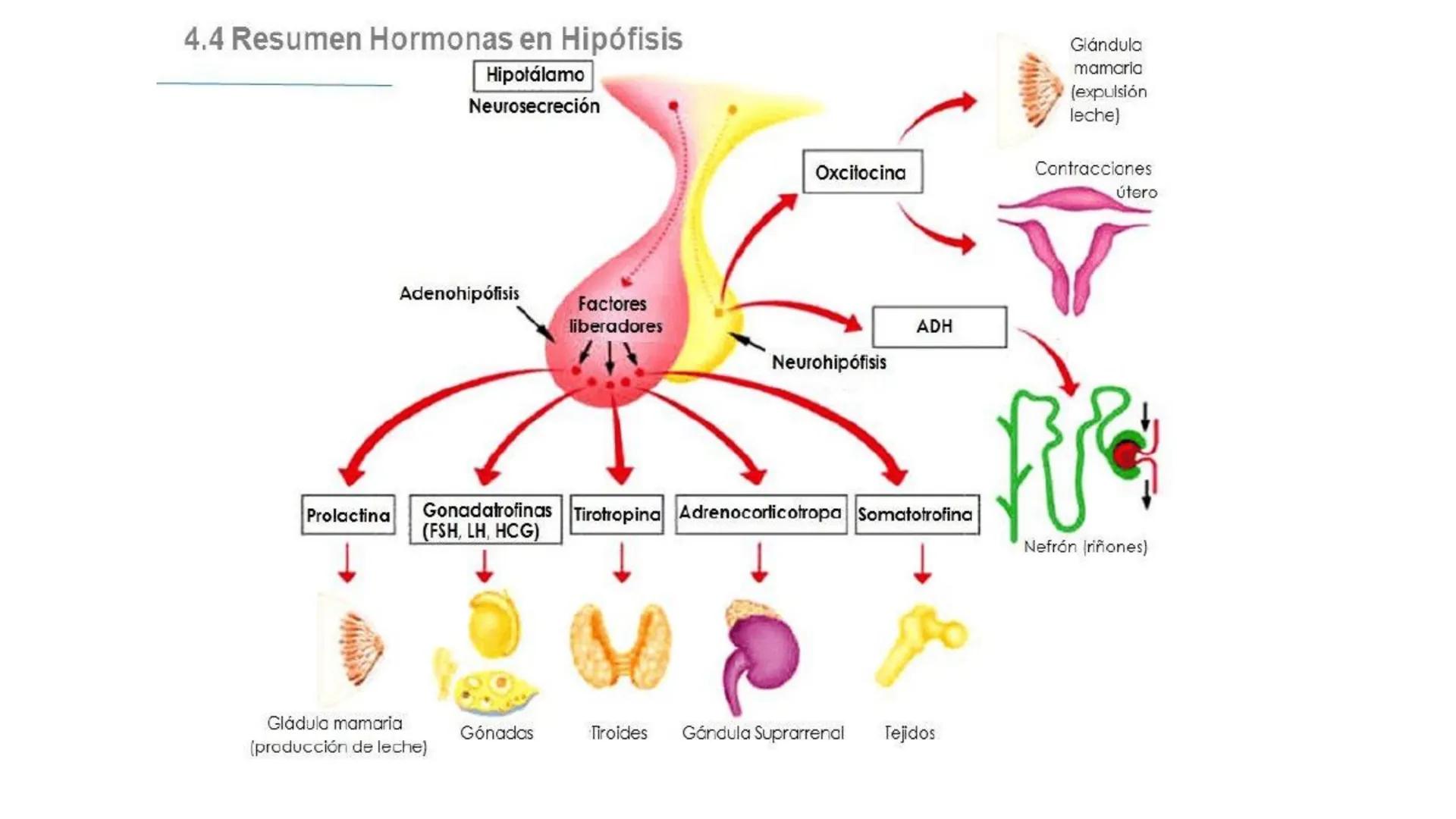 # SISTEMA ENDOCRINO
Biología y Geología 3º ESO 1. ¿Qué es el sistema endocrino?
El sistema endocrino es, junto con el sistema nervioso, el