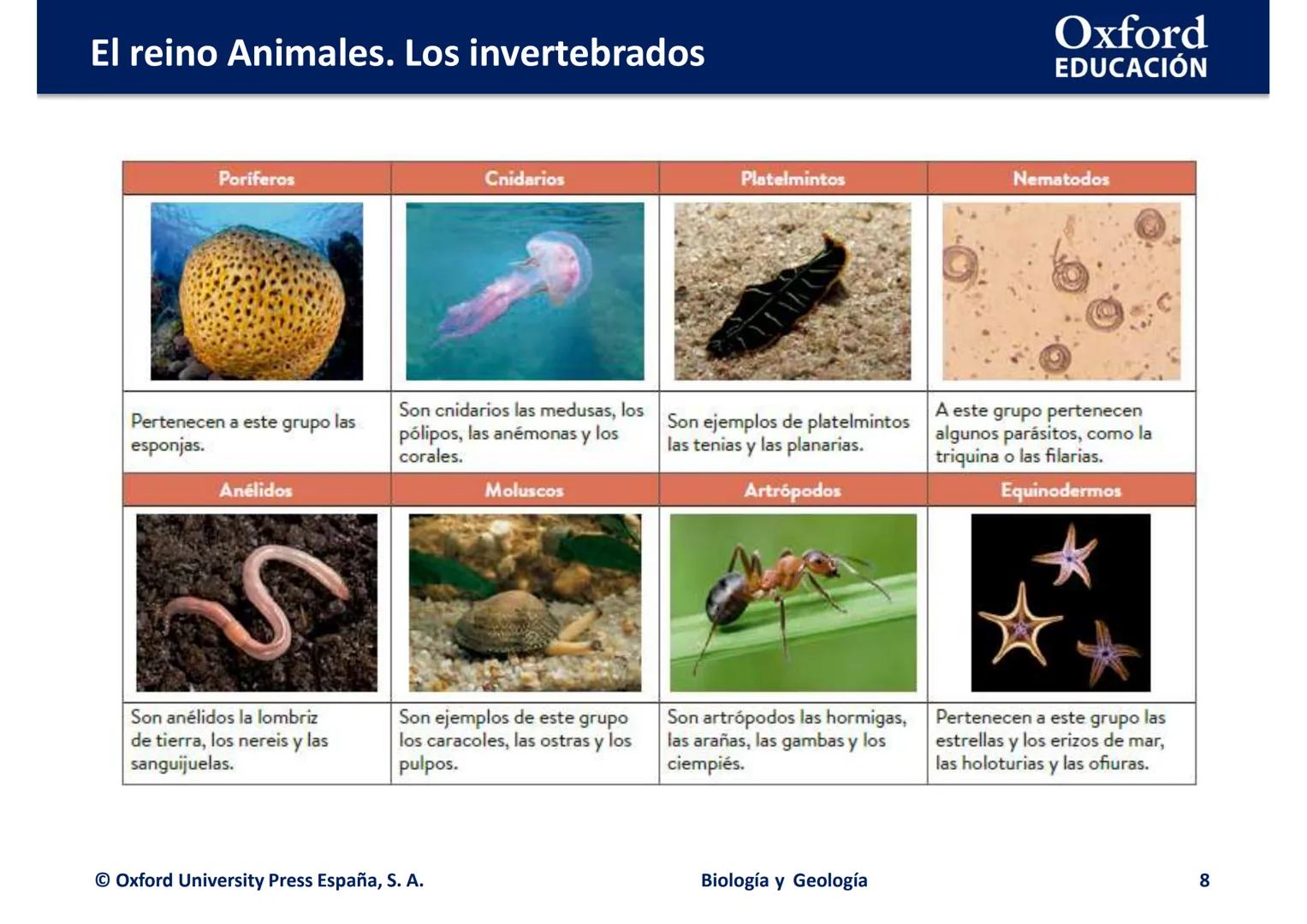 # Oxford
EDUCATION
EL REINO ANIMALES.
LOS INVERTEBRADOS
Biología y Geología El reino Animales. Los invertebrados
Oxford
EDUCACIÓN
• ¿Qué