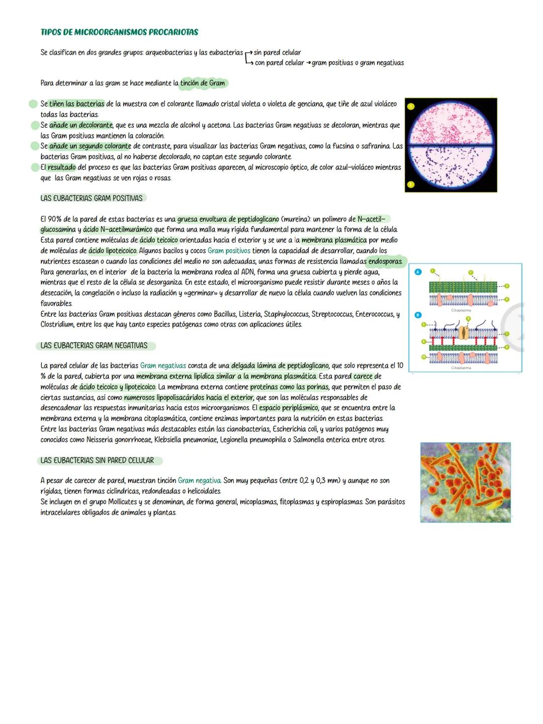 # Tema 12 los microorganismos
Un microorganismo o microbio, es un ser que solo puede ser observado con un
microscopio
## TÉCNICAS PARA EST