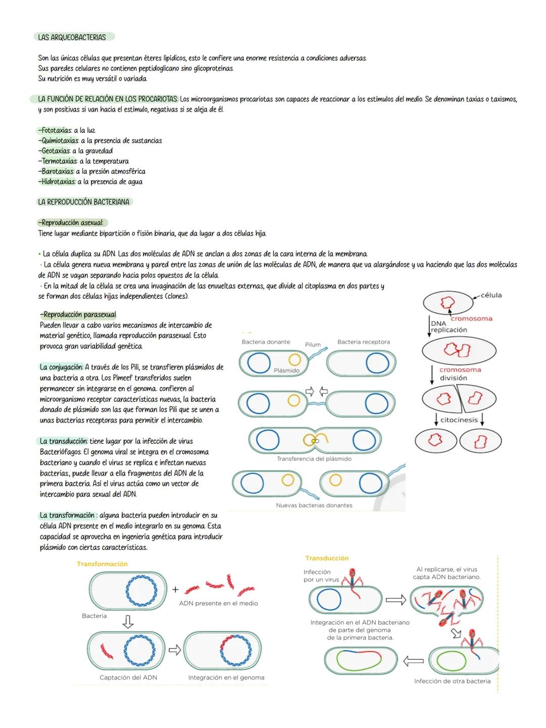 # Tema 12 los microorganismos
Un microorganismo o microbio, es un ser que solo puede ser observado con un
microscopio
## TÉCNICAS PARA EST