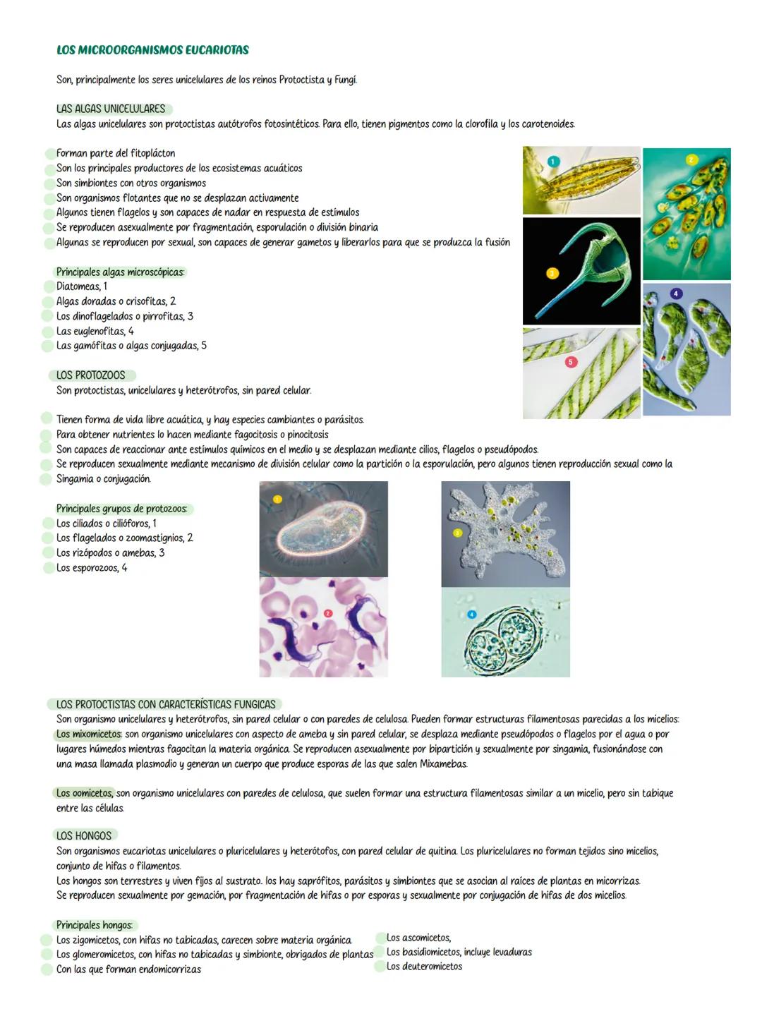 # Tema 12 los microorganismos
Un microorganismo o microbio, es un ser que solo puede ser observado con un
microscopio
## TÉCNICAS PARA EST