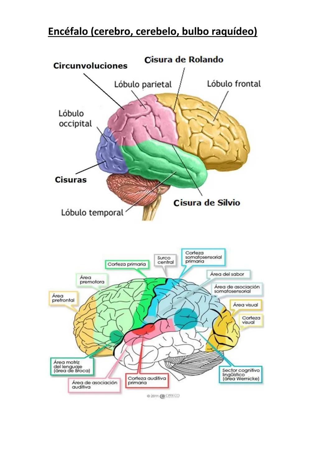 # Encéfalo (cerebro, cerebelo, bulbo raquídeo)
Cisura de Rolando
Circunvoluciones
Lóbulo parietal
Lóbulo frontal
Lóbulo
occipital
Cisu